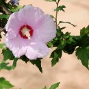 화성무궁화 이미지