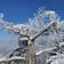 암의 천적 백혈구의 활성화 돕는 야채 이미지