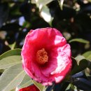 카멜리아힐 이미지