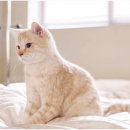 스키타는고양이 이미지