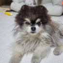 정담 동물메디컬센터 이미지