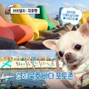 동해 묵호 애견동반 가볼만한곳 어달삼거리 어달리 무지개 방파제 바다 포토존