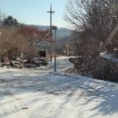 숲속의 하얀별 이미지