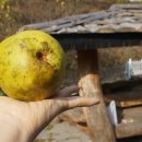 숲속의 돌담 이미지