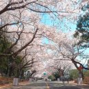 씨유제주장전벚꽃점 | 2026 제주 벚꽃 명소 TOP 5 벚꽃 개화 시기 공유