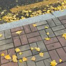 [10/24]플라워 클래스-화병 꽂이 | 청주 꽃집 _해피플라워, 화병꽂이 원데이클래스🌼