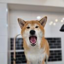 메리몰펫샵(사직점) 이미지