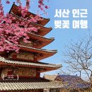 에이스침대 서산점 - 서산 인근 벚꽃 명소 방문 후기