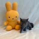 도그마루 강아지 고양이 천안아산점 | [충남천안시서북구/불당동] &#34;도그마루 강아지 고양이 천안아산점&#34; 천안강아지분양