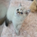 도그동물농장 이미지