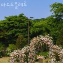 강남구삼성동꽃집 마끄드플레르 꽃다발 플라워샵 꽃선물 꽃말