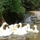 우리집 오리 이미지