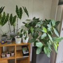 버림의 미학+ 미니멀 라이프 | 미니멀 라이프 현실 후기｜버리고 팔고 나눴더니 달라진 일상