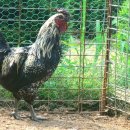 꼬꼬농장 이미지