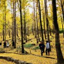 은행나무숲 입구 이미지