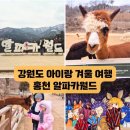 더소풍Ⅰ | [강원도 아이랑] 홍천 알파카 월드 겨울 방문 후기 강원도 아이랑 갈만한 곳