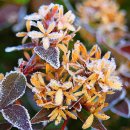 겨울아침창가에서 이미지