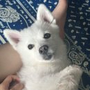 곰슌