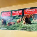 내곱창돌리도