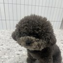 댕스티니 이미지