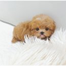 비비퍼피 강아지분양 일산점 이미지