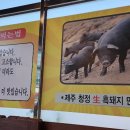 허니네제주흑도야지