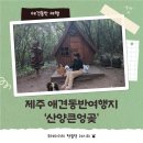 토끼발 | 산양큰엉곶 제주도 서쪽 애견동반 여행지 사진찍기 좋은 곳