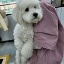 멍뭉펫살롱 | 황지영원장님/kkf심사위원/한국애견연맹/실견수업/1급미용/교사미용/펫미용/쇼미용/핸들러/아로마테라피