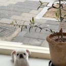 토토페키 이미지