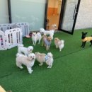 댕구르강아지유치원 이미지