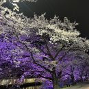 피네커피 | 순천 애견 동반 카페 피네커피 동천 벚꽃 구경 추천 후기