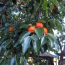 사촌리경로당 이미지