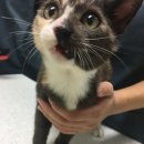 정성환동물병원 이미지