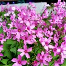 상채농장 | 전라도 가볼만한곳 1박 2일 구례 남원 여행 - 구례유곡마을/사성암/광한루/남원부절마을 벽화마을