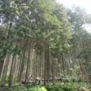 편백나무숲 이미지