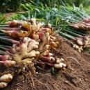 진저(Ginger) - 동구 | 진저(Ginger)