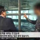 표범발