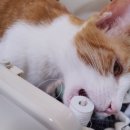 메디하임 이미지