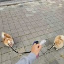 그루멍 프렌즈 이미지