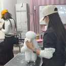 강남애견 이미지