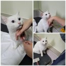 당진시 북문로 노트펫