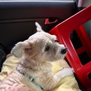 낮은굴뚝 애견펜션 이미지