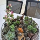 힐링원예 가드닝 | 구리 기업 가드닝 클래스 후기 – 다육이 미니정원 만들기, 힐링과 소통을 동시에!