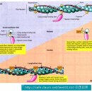 Structure of SKELETAL MUSCLE 이미지