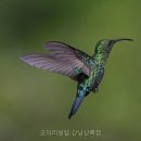 코아리빙텔강남상록점