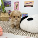 요기독 강아지분양 고양이분양 수원본점 이미지