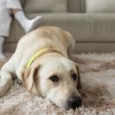 조이동물의료센터 이미지