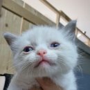 노블랙돌 이미지