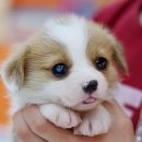 예쁜강아지 이미지
