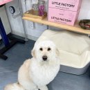 쁘리에숑 이미지